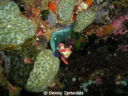 Dunno the name, specie, family or genus of this nudibranc... by Donny Zarsadias 